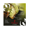 BACCO włoska babka Panettone PanBacco z pistacjami 900g